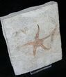 Wide, Ordovician Brittle Star Fossil From Morocco #13954-1